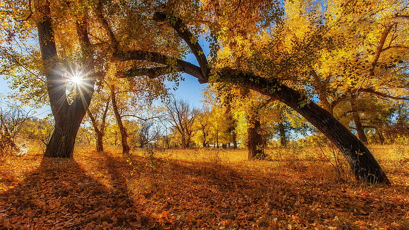 Earth, Fall, Foliage, Sun, Tree, HD wallpaper