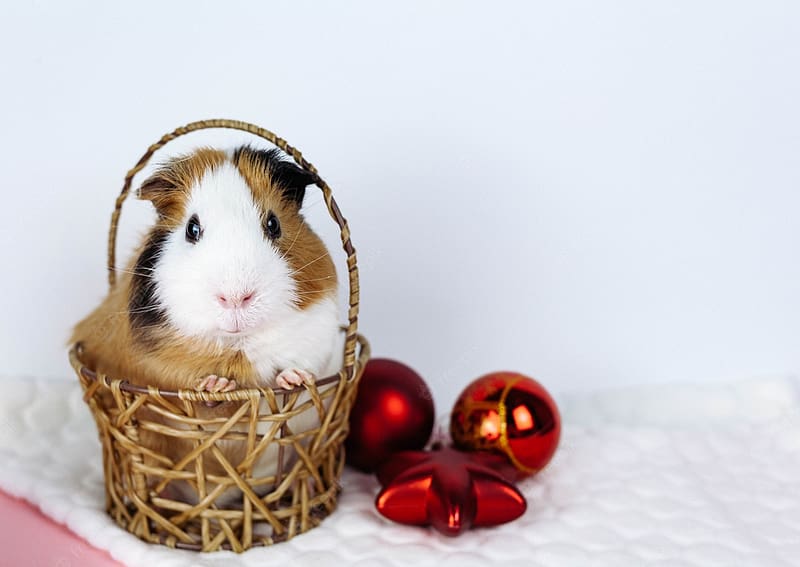 Premium . Christmas guinea pig sitting in a basket, HD wallpaper