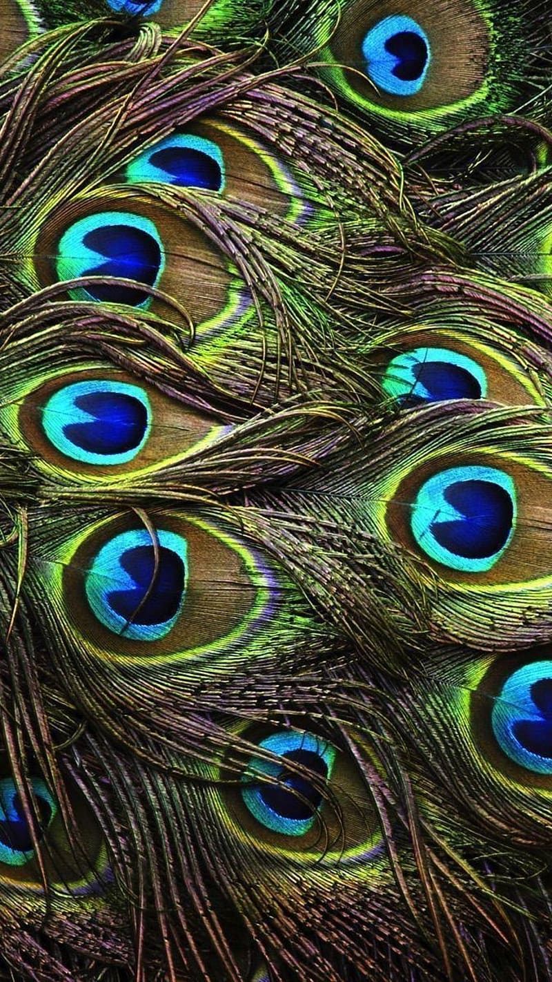 Peacock Feather Live, Multiple Feathers, national bird, HD phone wallpaper