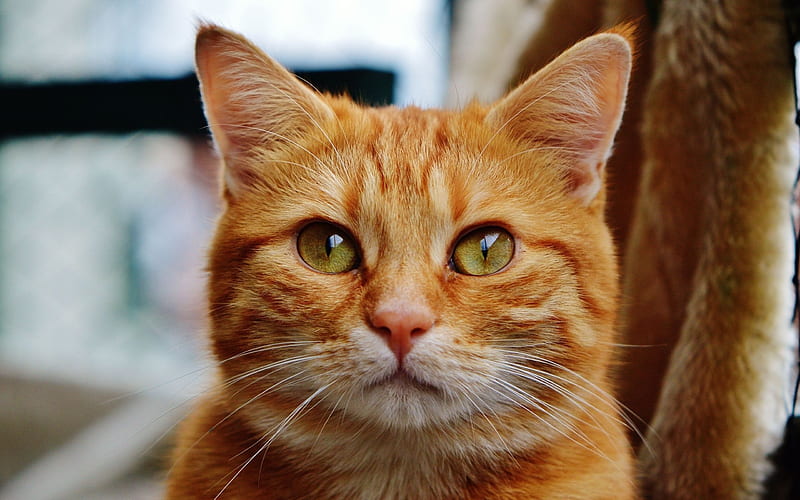 red cat, pets, portrait, HD wallpaper