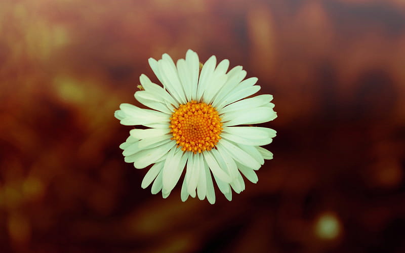 white daisy -Flowers, HD wallpaper