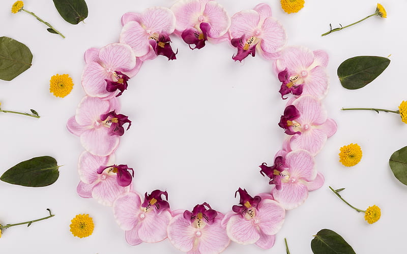 floral frame, pink orchids, tropical flowers, buds of orchids, frame of orchids, HD wallpaper