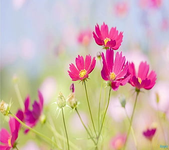 Hãy ngẫm lại mùa xuân của bạn với những bức hình nền hoa và thiên nhiên. Chúng sẽ đem lại cảm giác tươi mới và vui tươi cho màn hình của bạn. Chất lượng hình ảnh tuyệt vời sẽ cho bạn những trải nghiệm tuyệt vời nhất về mùa hoa đua nở và thời tiết ấm áp.