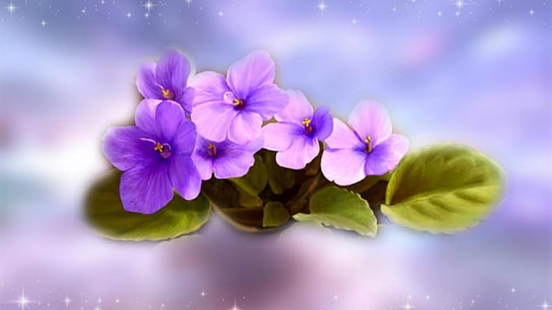 Purple Flowers, purple, flowers, soft, beaurt, sparking, HD wallpaper ...