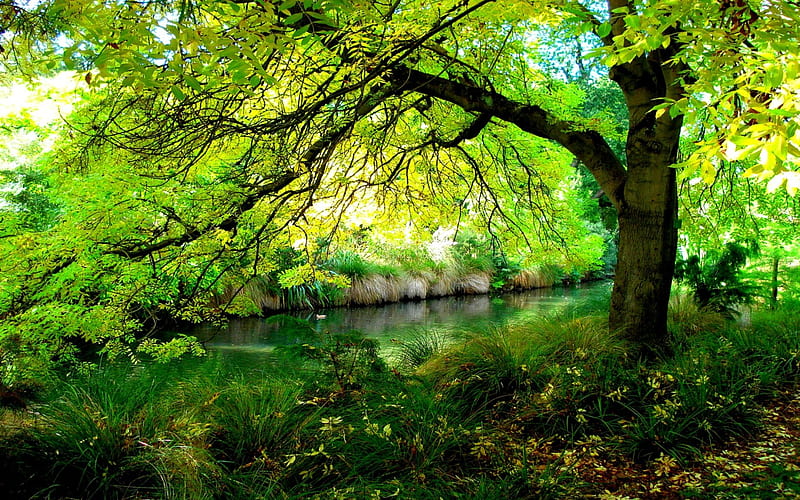 RIVER BANK TREE, forest, tree, nature, river, HD wallpaper