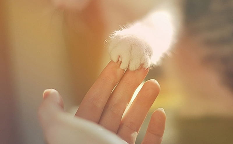 Love paw, cat, woman, animal, girl, white fur, hand, HD wallpaper