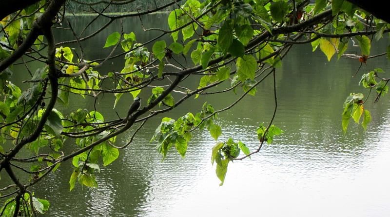 Chinese Bulbul, tree, bird, Pycnonotus sinensis, wetland park, lake, HD wallpaper