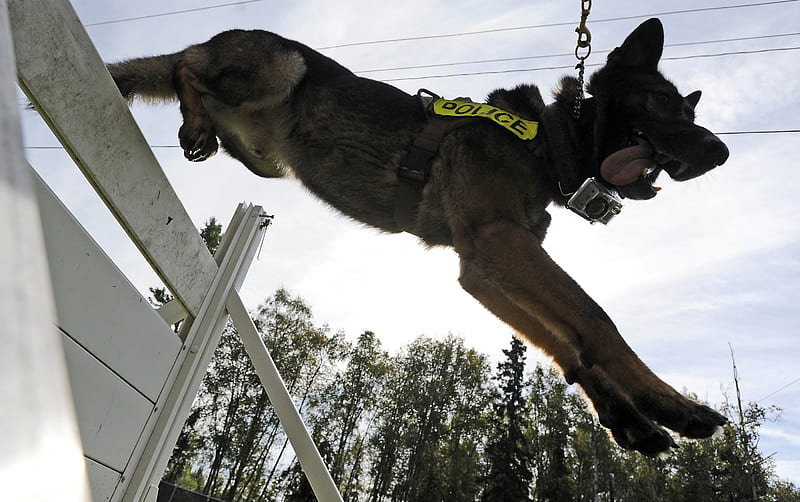 dog,jumping, black, training, agility, K9, HD wallpaper