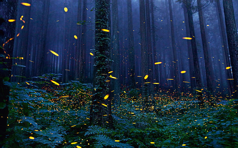 forest, night fireflies, old tree, HD wallpaper