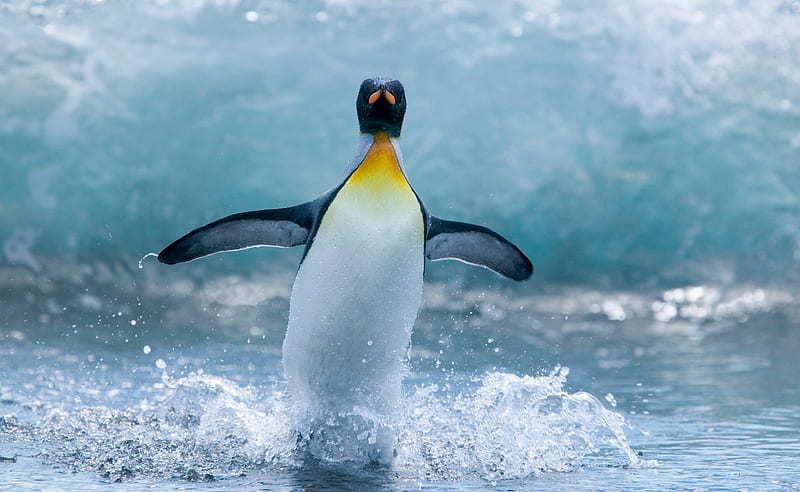 Penguin splash, north, graph, pic, tgraphy, penguine, shot, wall, animal, splash, water, HD wallpaper