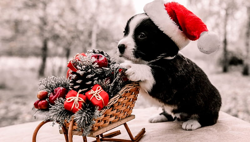 Christmas Puppy Shopping, Gift, Black, Dog, Puppy, White, Hat, Winter, Sleigh, Trees, Snow, HD wallpaper