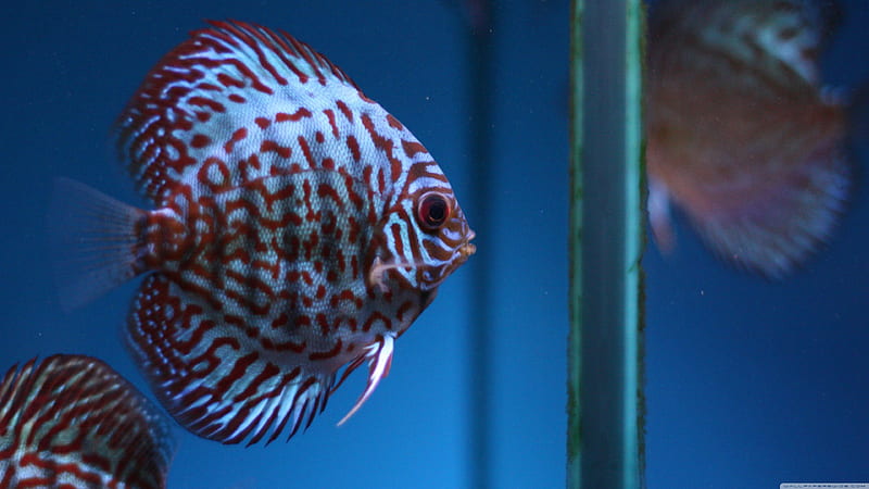 fish, red, stripes, tank, HD wallpaper