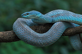 reptiles, python, Fond d'écran HD
