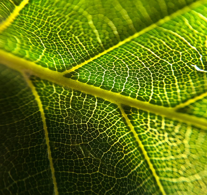 leaf, veins, macro, green, plant, HD wallpaper