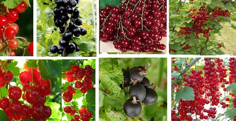 Red & Black Berries, red, vitamin c, health, food, black, fruit, antioxidants, berries, plants, nature, HD wallpaper