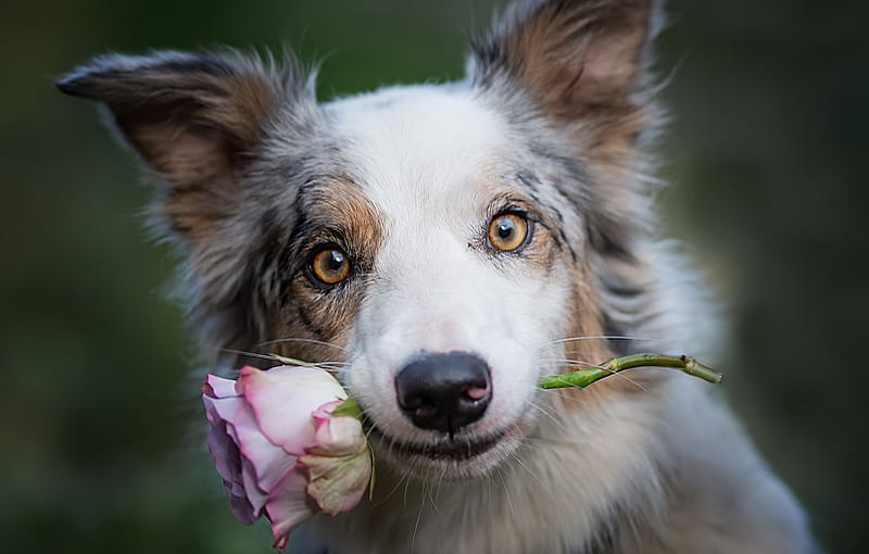 Dogs, Dog, Flower, Pet, Rose, Stare, HD wallpaper