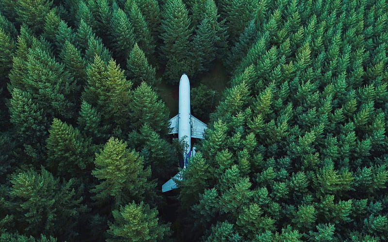 Plane In Middle Of Forest, Conifer Forest, HD wallpaper