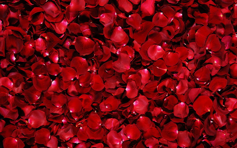 Red Petals, red, pretty, lovely, romantic, romance, rose, roses petals, bonito, roses, graphy, rose petals, flowers, beauty, nature, petals, HD wallpaper