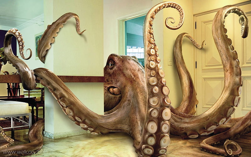 octopus-a unique creative design, HD wallpaper