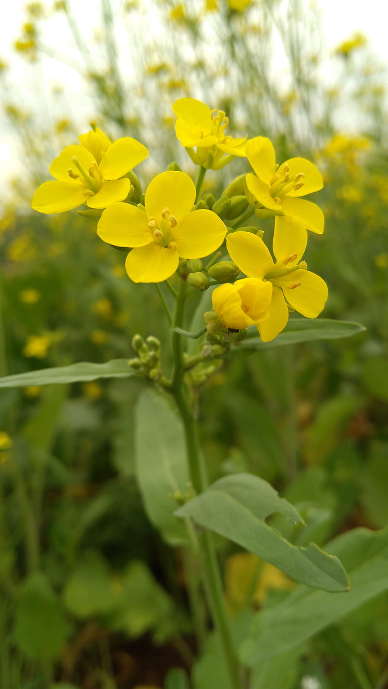 Mustard flower, beauty, nature, HD phone wallpaper