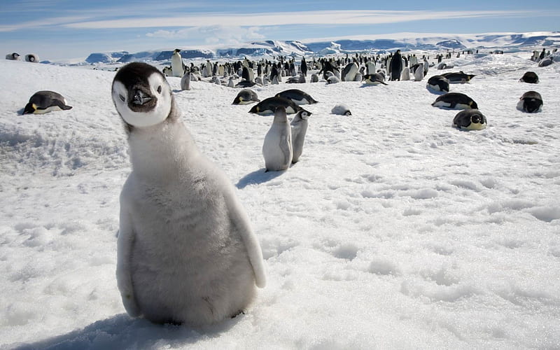 Happy Antarctic penguins 02, HD wallpaper