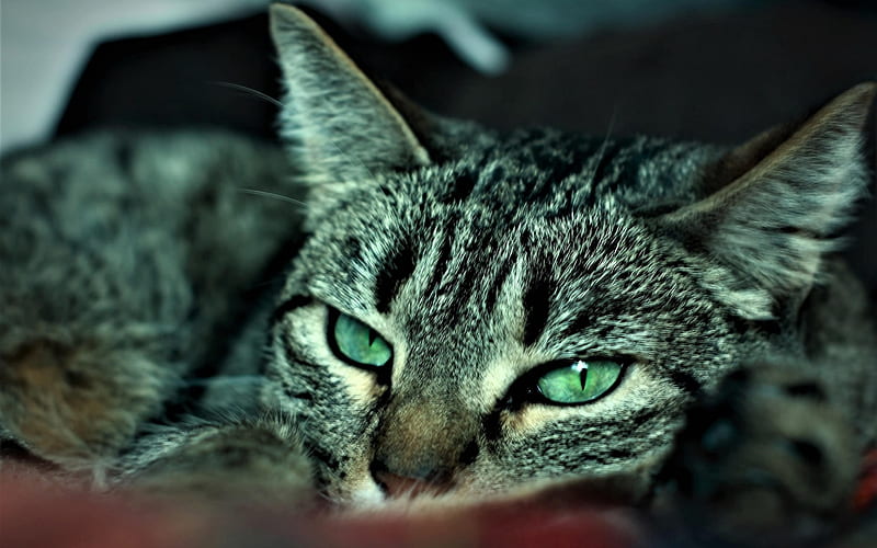 striped domestic cat, green eyes, pets, gray cat, HD wallpaper