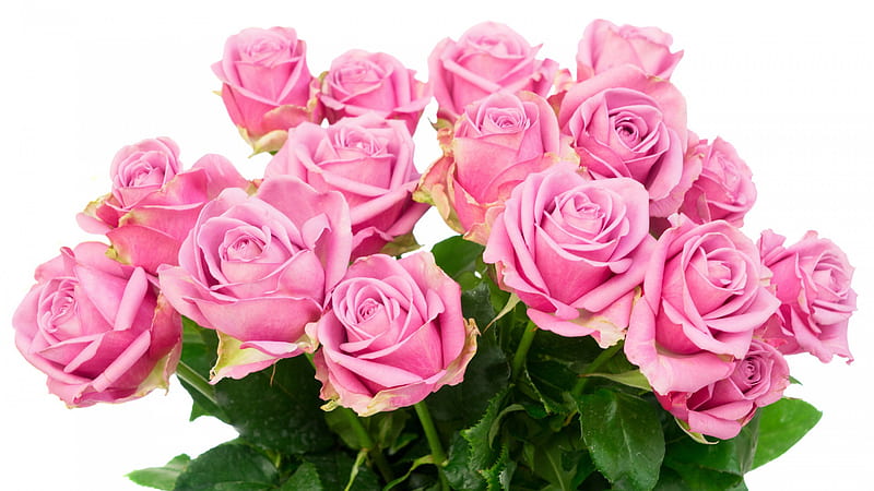 Pink Roses With Leaves Bouquet In White Background Flowers, HD wallpaper