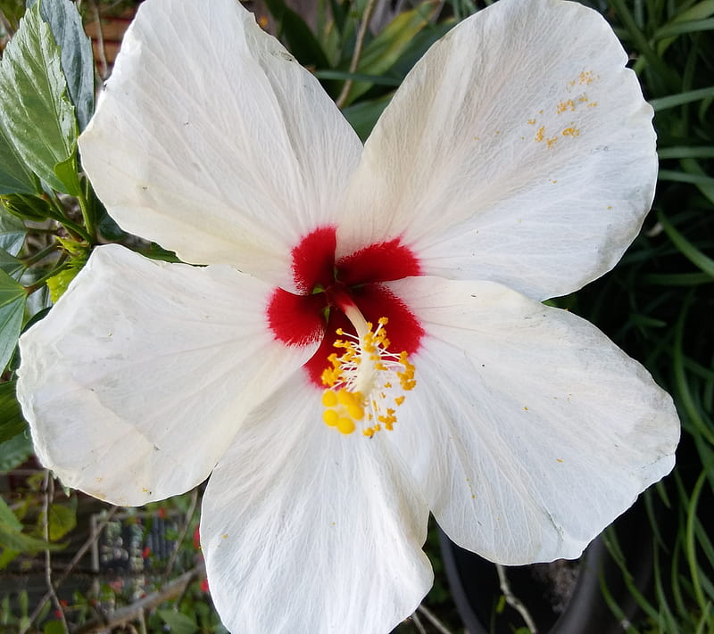 White hibiscus, flower, HD wallpaper | Peakpx