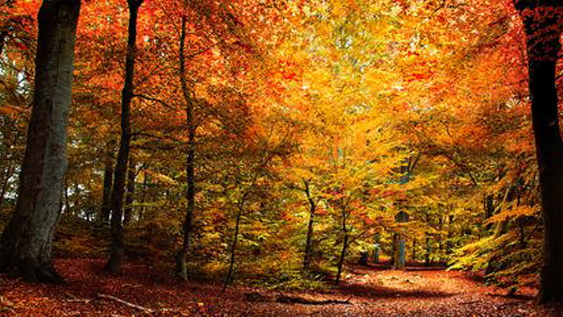 Colorful Autumn Fall Trees Forest Background Autumn, HD wallpaper | Peakpx