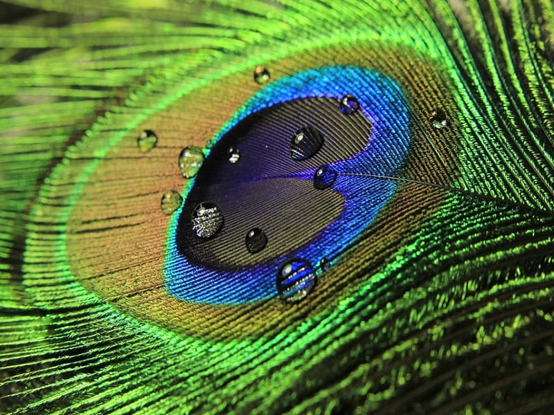 Peacock Feather, Feather, Peacock, Colours, Colourful, HD wallpaper | Peakpx