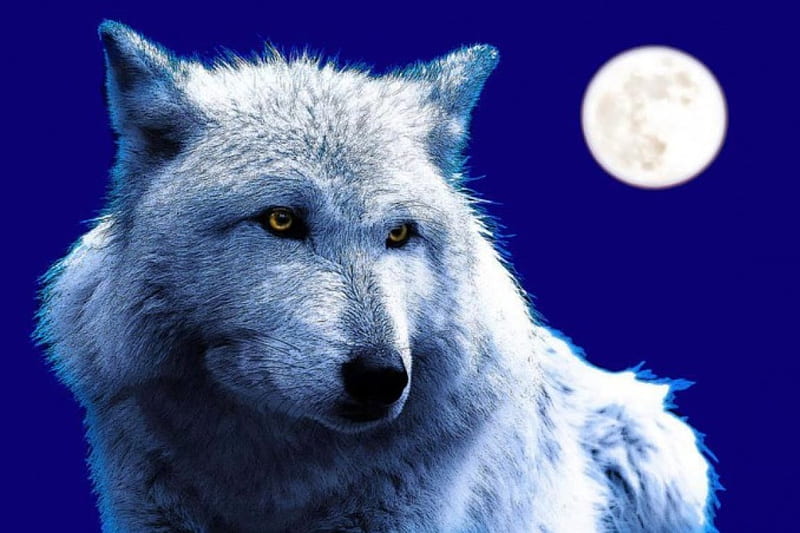 Wolfmoon, predator, moonshine, wolf, artwork, night, HD wallpaper