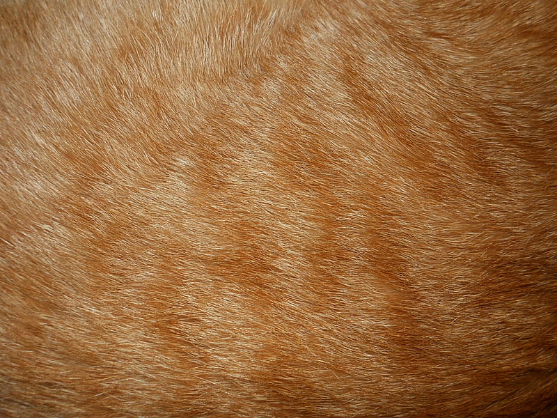 Cat's fur, hair, orange, ginger, texture, cat, fur, pisica, HD wallpaper