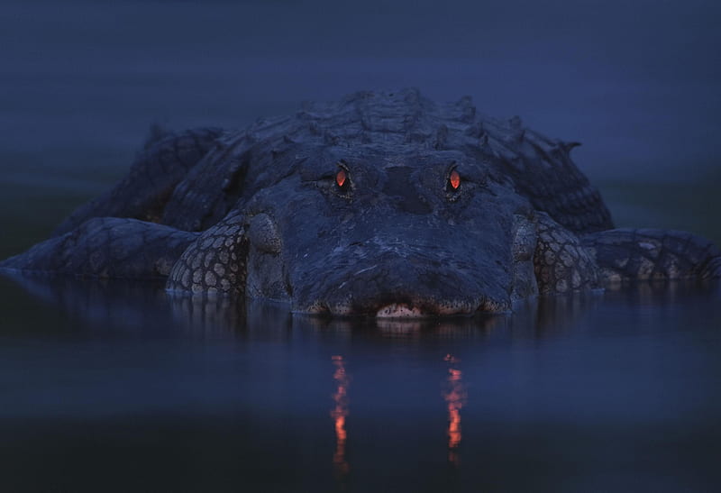 Crocs, alligators, animals, crocodile, nature, reptiles, HD wallpaper