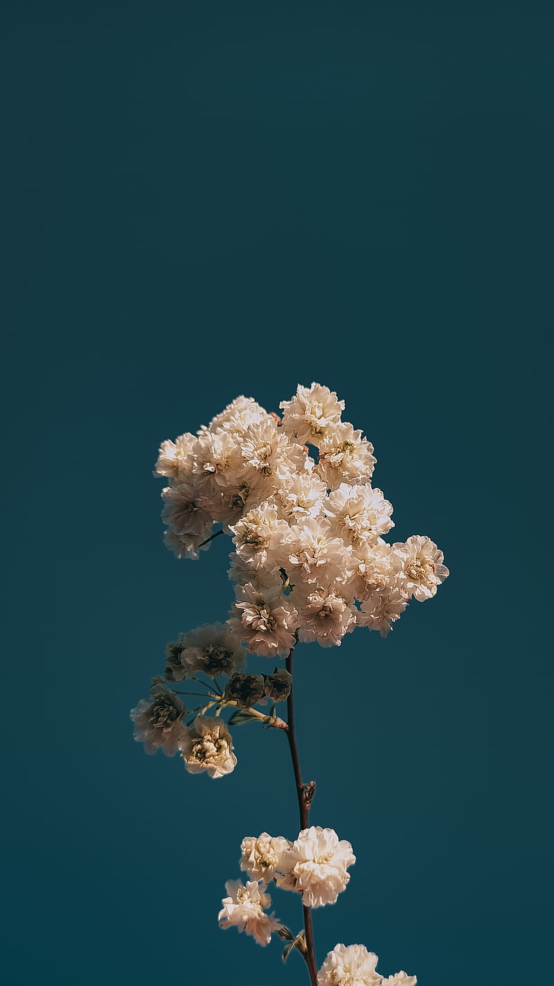 Sky, love, spring, blue, white, nature, vintage, , flower, HD phone wallpaper