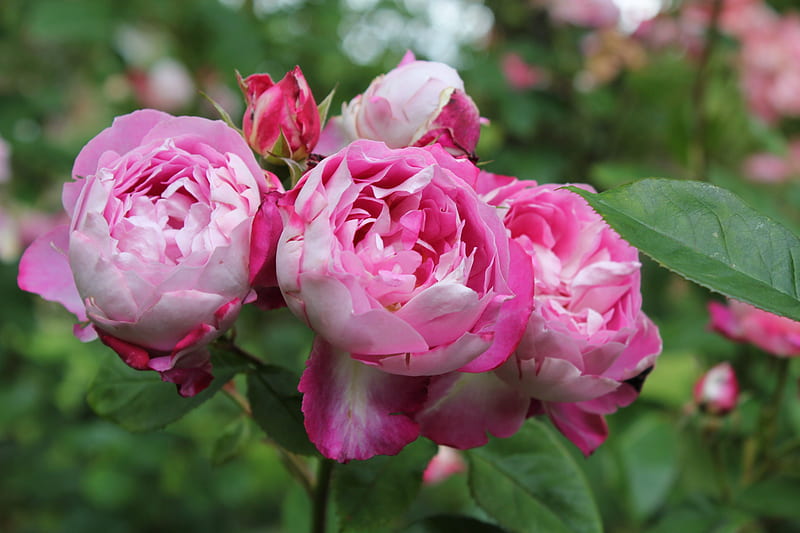 double pink & white roses, flowers, nature, roses, pink and white roses, HD wallpaper