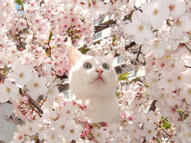 A cat in a tree, tree, feline, blooms, white, cat, HD wallpaper