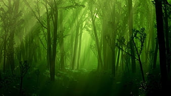 1800+ Forest HD Wallpapers and Backgrounds