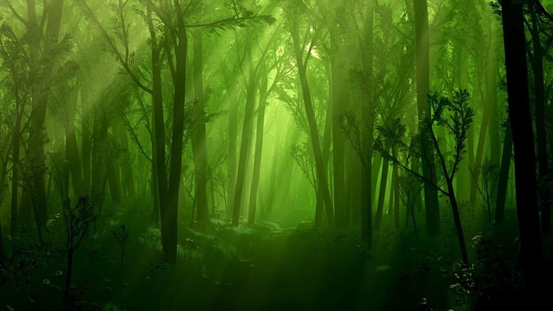 Green forest, forest, 1366x768, green, HD wallpaper