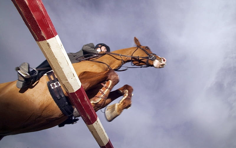 rider horse races-Sports, HD wallpaper