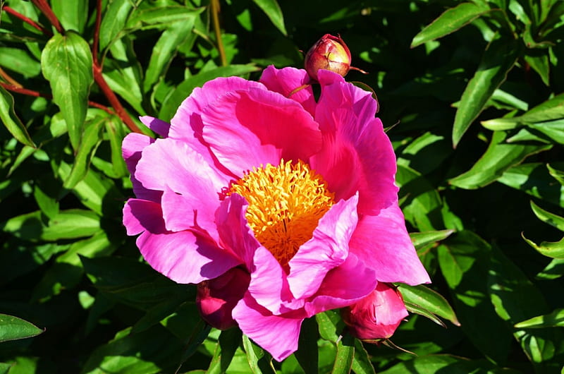 Peony, leaves, blossom, flower, yellow, park, petals, pink, HD wallpaper