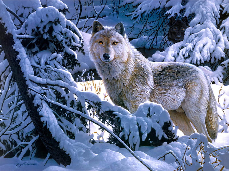 A Night For The White Wolf, bonito, howl, canine, wolf pack, solitude, friendship, gris, mythical, majestic, pack, dog, lobo, arctic, abstract, wild animal black, winter, spirit, timber, canis lupus, snow, wolf , grey wolf, nature, wolf, wolves, white, lone wolf, howling, HD wallpaper
