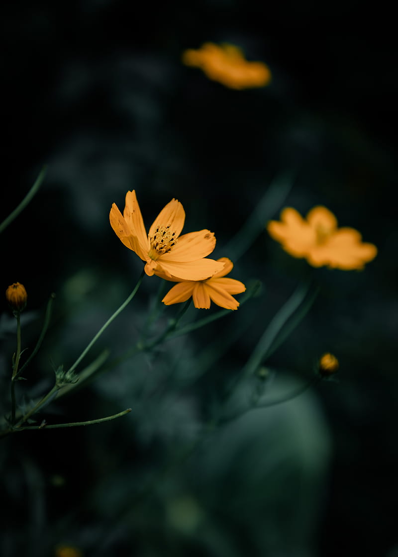 Yellow Flower in Tilt Shift Lens, HD phone wallpaper