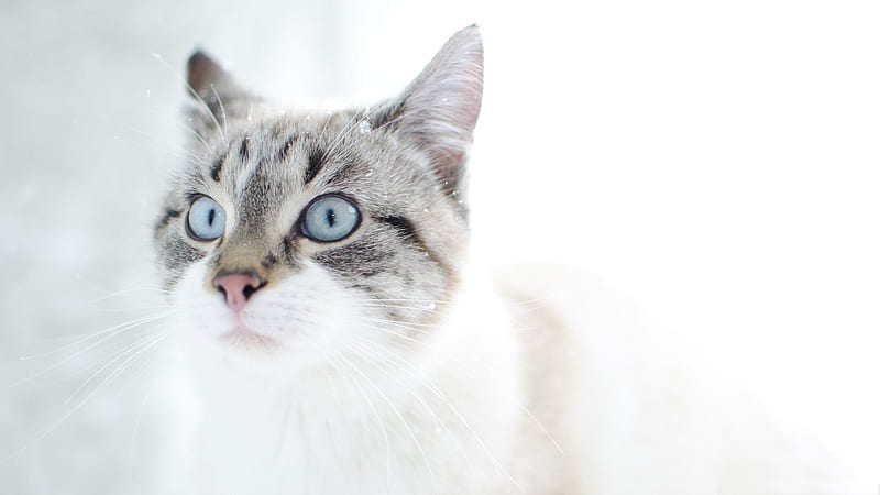 cat snow-Cute pet cat, HD wallpaper