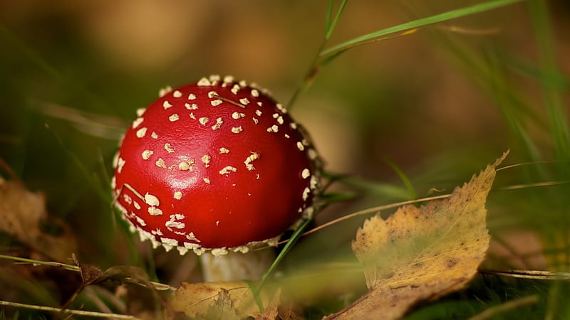 Fly Agaric, red, forest, autumn, leaves, points, mushroom, HD wallpaper