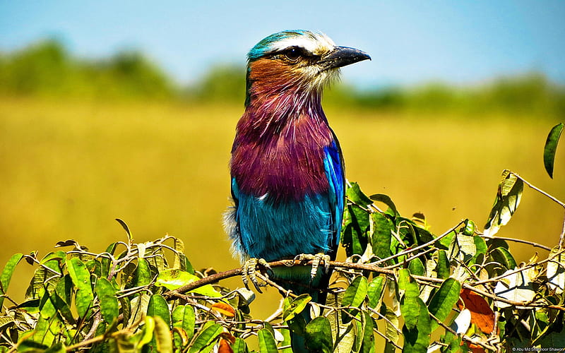 lilac breasted roller, Field, Bird, Colorful, Nature, HD wallpaper