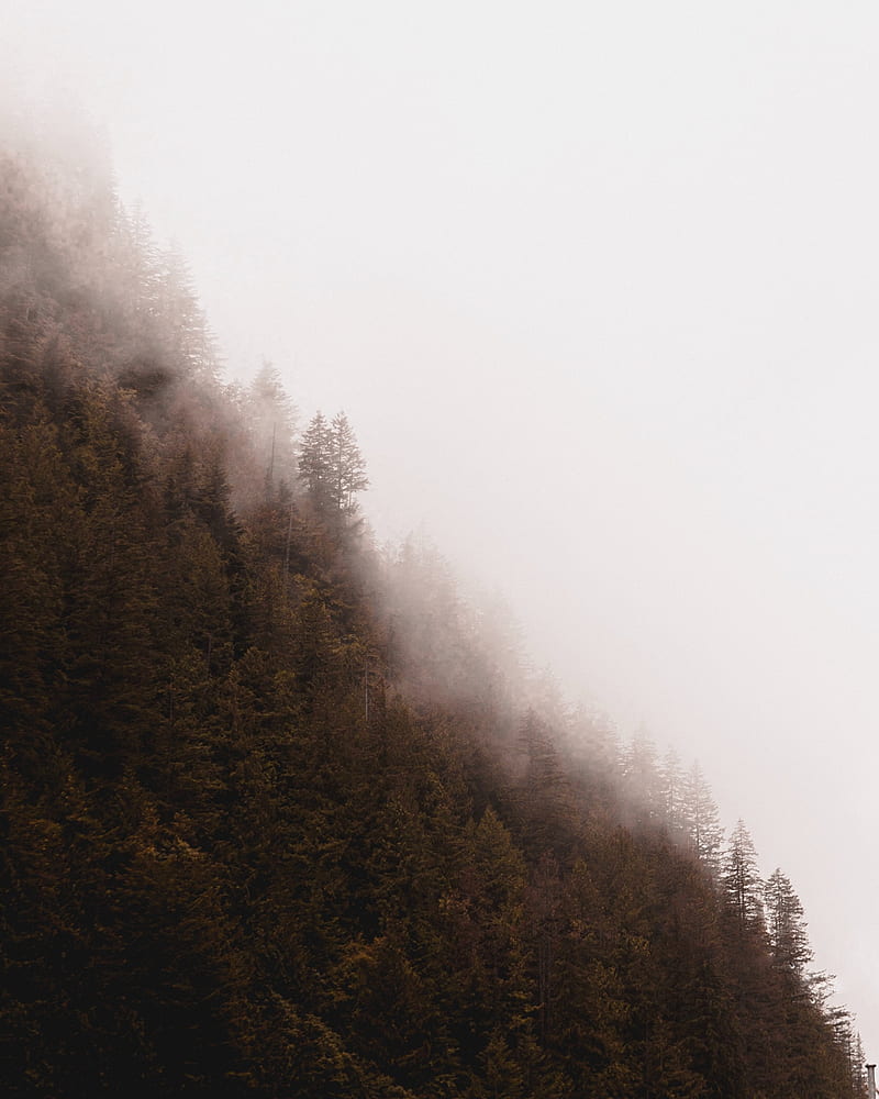 forest, fog, trees, pines, conifer, HD phone wallpaper