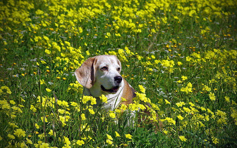 Beagle Dog, lawn, summer, pets, dogs, cute animals, Beagle, HD wallpaper