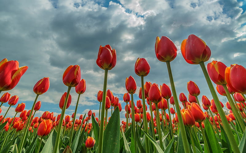 red tulips, sunset, evening, beautiful red flowers, spring flowers, tulips, HD wallpaper