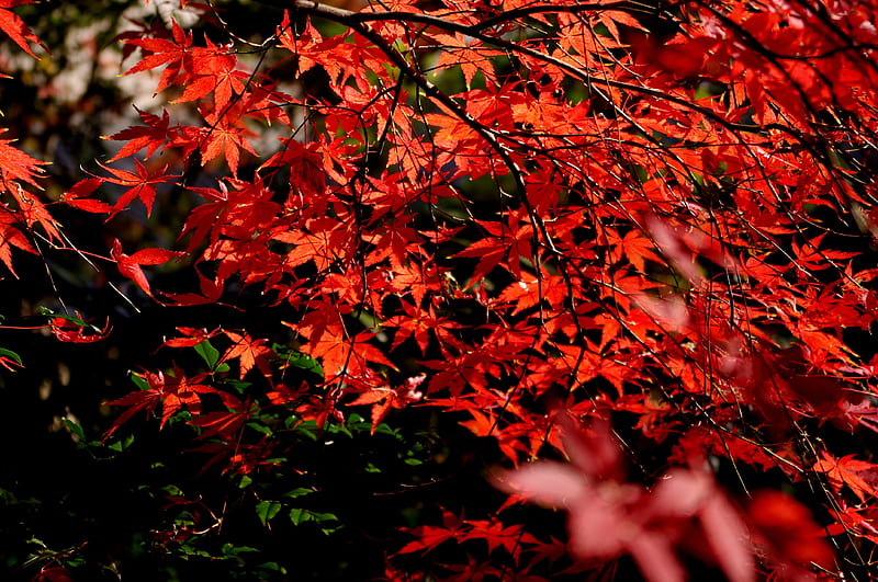 RED AUTUMN LEAVES, autumn, leaves, branch, forest maple, HD wallpaper ...