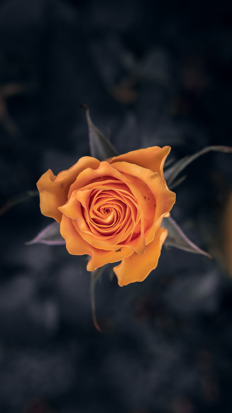 rose, flower, orange, macro, closeup, HD phone wallpaper